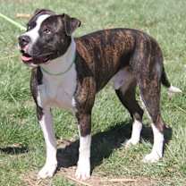 Thumbnail photo of Spice (Neutered) Pics 3/25/24 #4