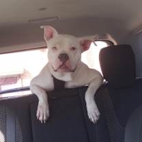 Thumbnail photo of Remy #1