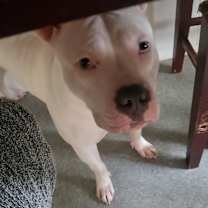 Thumbnail photo of Remy #2