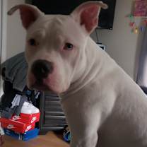 Thumbnail photo of Remy #3