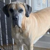 Thumbnail photo of Cersei #1
