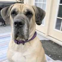 Thumbnail photo of Cersei #2