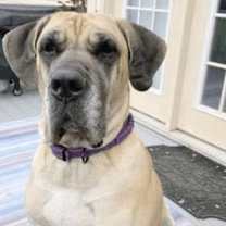Thumbnail photo of Cersei #3