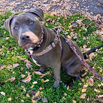 Thumbnail photo of Calypso #2
