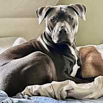 Thumbnail photo of Calypso #4