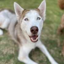 Thumbnail photo of Lupin (courtesy post) #1