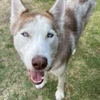 Thumbnail photo of Lupin (courtesy post) #2