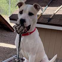 adopt-pet