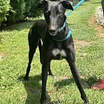 Thumbnail photo of Chief #1