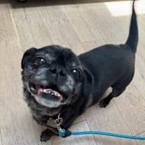 Thumbnail photo of Bentley #1