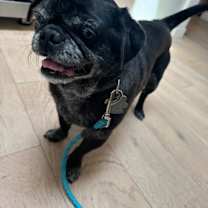 Thumbnail photo of Bentley #2