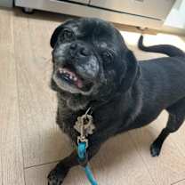 Thumbnail photo of Bentley #3