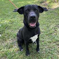 Thumbnail photo of Batman #1