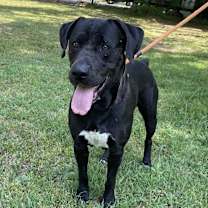 Thumbnail photo of Batman #2