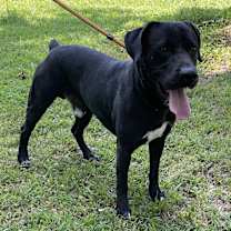 Thumbnail photo of Batman #3