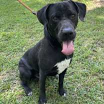 Thumbnail photo of Batman #4