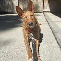 Thumbnail photo of Ollie #1