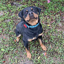 Thumbnail photo of Poe #1