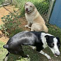 Thumbnail photo of Abednego #3