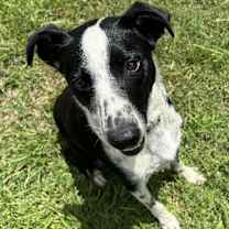 Thumbnail photo of Abednego #4