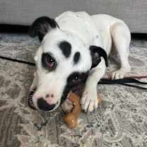 Thumbnail photo of Pandora #1