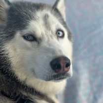 Thumbnail photo of MAGNIFICENT MARLEY #2