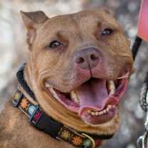 Thumbnail photo of Nyla #1