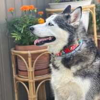 Thumbnail photo of MAGNIFICENT MARLEY #3