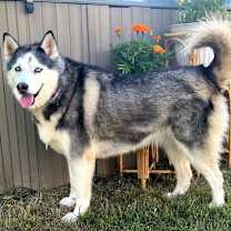 Thumbnail photo of MAGNIFICENT MARLEY #1