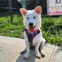 Thumbnail photo of Sam Yong #1