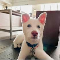 Thumbnail photo of Mocchi #4