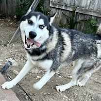 Thumbnail photo of Shadow #1