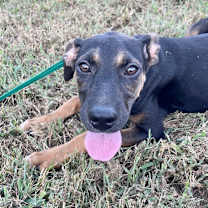 Thumbnail photo of Push Pop #1