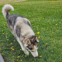 Thumbnail photo of Skyler #3