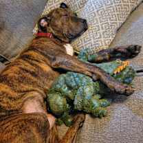 Thumbnail photo of Goofy #2