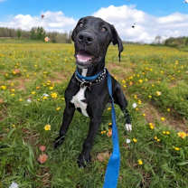 Thumbnail photo of Dingo #1