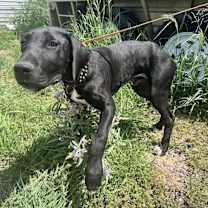 Thumbnail photo of Dingo #3