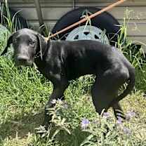 Thumbnail photo of Dingo #4