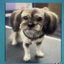 Thumbnail photo of Gidget and Bucky * #3