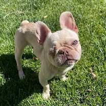 Thumbnail photo of Theo #3