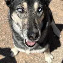 Thumbnail photo of Apache #1