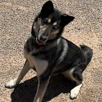 Thumbnail photo of Apache #2