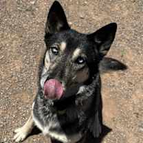 Thumbnail photo of Apache #3