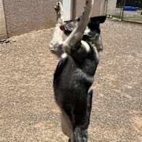 Thumbnail photo of Apache #4
