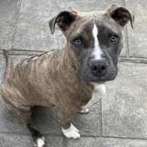 Thumbnail photo of Hatcher (GA) #1