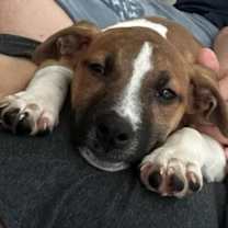 Thumbnail photo of Baby Jane (AL) #2