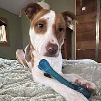 Thumbnail photo of Cane (AL) #1