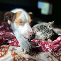 Thumbnail photo of Cane (AL) #2