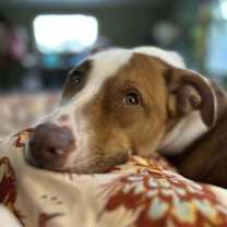 Thumbnail photo of Cane (AL) #3