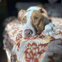 Thumbnail photo of Cane (AL) #4